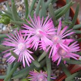 Marlothistella stenophylla PR (small quantity)   ÉPUISÉ - OUT of STOCK - AGOTADO